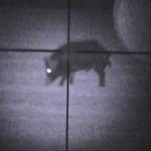 Night vision view of hog using Digital Crosshairs