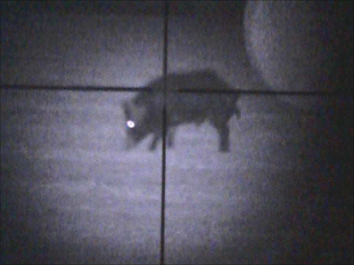 Night vision view of hog at 150 yards using Digital Crosshairs NV clip-on