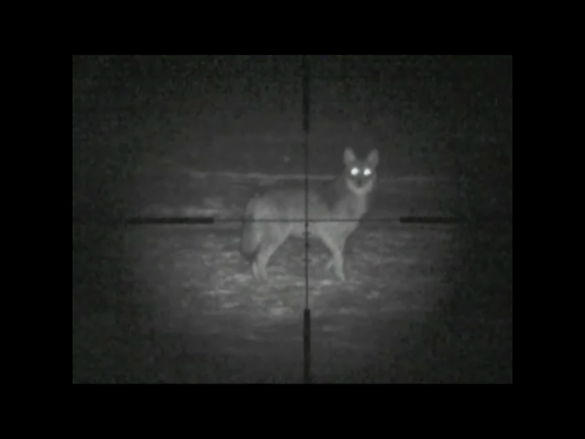 night vision coyote hunting